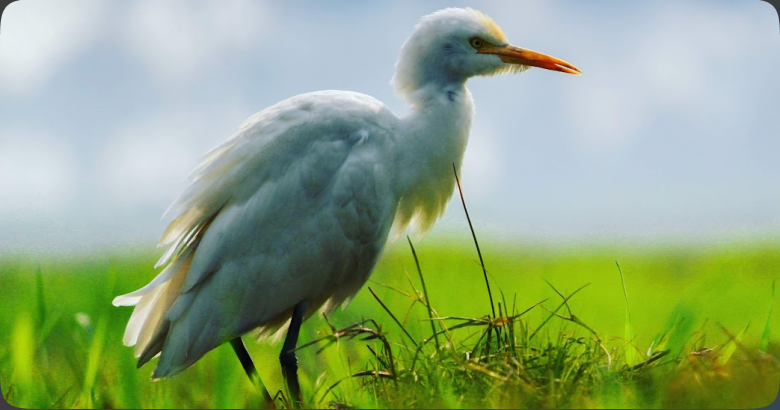 A white bird standing in a bright green field.