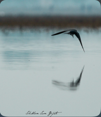 A minimal photograph of a bird flying low over water.